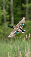 Obraz premium Mallard Duck Flying Over Green Grassy Field