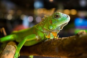 Fototapeta premium Iguana verde en primer plano sobre rama con fondo desenfocado