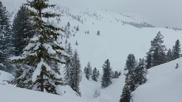 Magical view of snowy landscape with falling snow flakes. Winter fairy tale in the forest, snowy tree branches. Mountains already covered with snow. Alps, Kronplatz.
