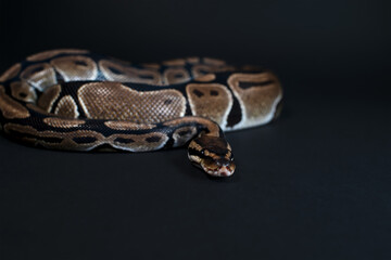 Obraz premium Close-up of a royal python snake.