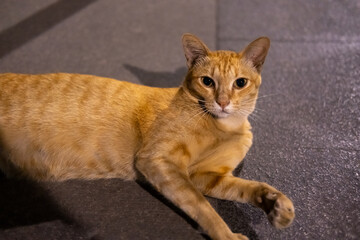 Close up of Thai orange cat lying on the floor