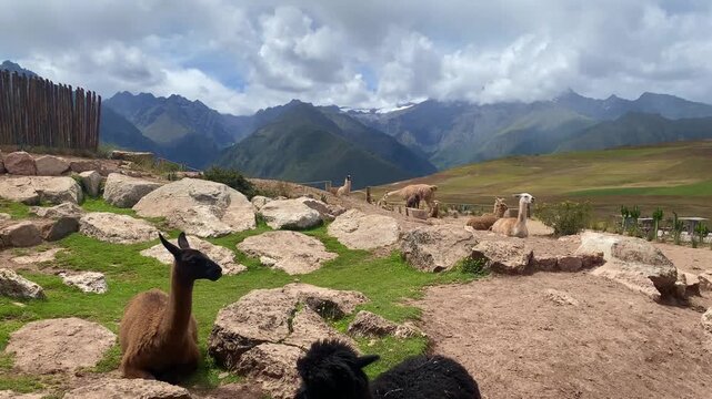 A herd of llamas rests on the road to the Salineras de Maras