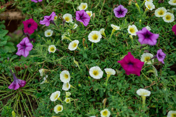 A mix of blooming flowers with pink, white and purple, in the garden