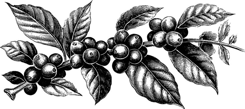 Vintage botanical coffee bean engraving art for design