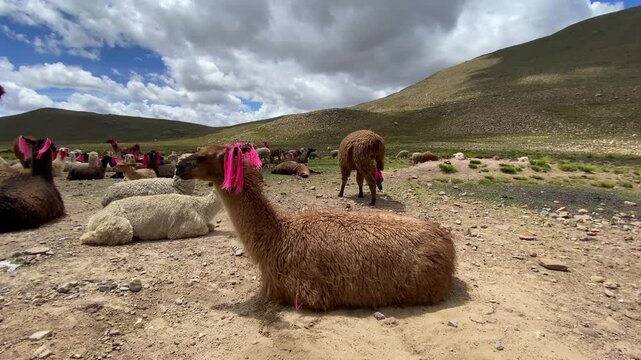 The heard of llamas on the pastures of the Altiplano plateau, Peru