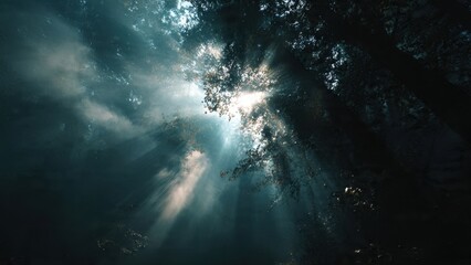 Sunlight Through Forest Canopy