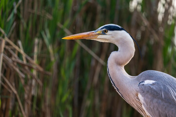 Fototapeta premium The grey heron (Ardea cinerea)