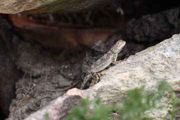Naklejka premium Gecko on a rock