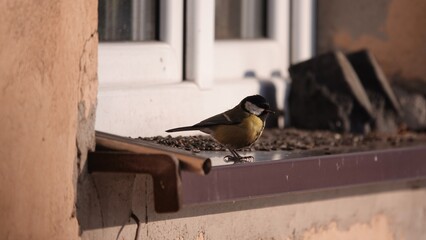 Dokarmianie ptak&oacute;w zimą. Sikorki dokarmiane w porze zimowej.