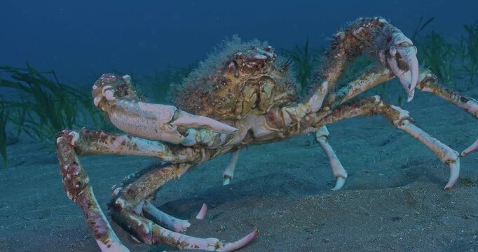 Large spider crab turns to face camera closeup.