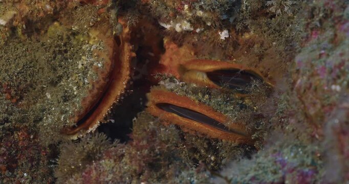 Rock scallop filter feeding apparatus closeup.
