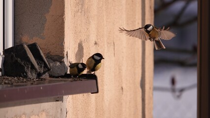 Dokarmianie ptak&oacute;w zimą. Sikorki dokarmiane w porze zimowej.