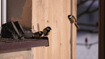 Dokarmianie ptak&oacute;w zimą. Sikorki dokarmiane w porze zimowej.