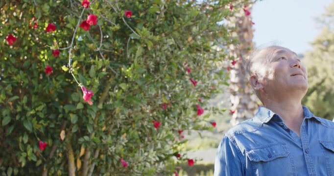 Mature Asian man turning upward, reacting with delight in denim shirt by garden hedge, copy space