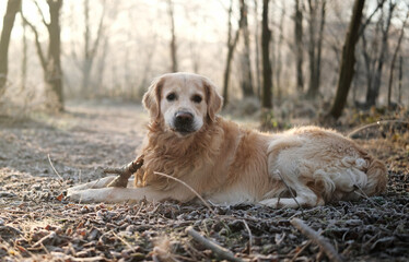 Fototapeta premium Adorable Golden Retriever Dog Plays In The Frosty Forest And Bites A Stick On The Icy Grass