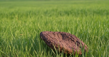 cow dung lies on the field of green grass