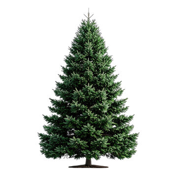 A tall, lush evergreen tree with dense green foliage isolated on a black background.