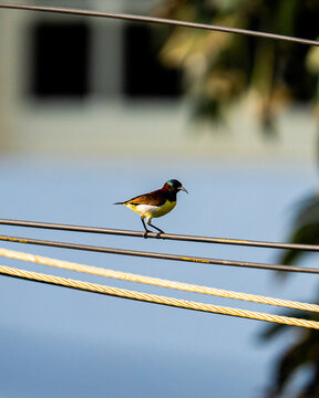 bird on a wire