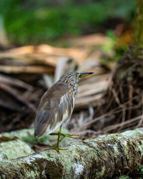 great blue heron