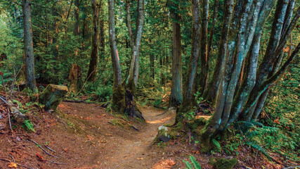 Obraz premium Forest trail in Burnaby Mountain Park, BC, Canada.