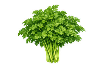 Fresh parsley bunch with vibrant green leaves, ready for cooking, garnishing, and adding flavor to healthy food dishes