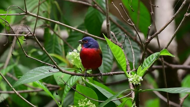 A Beautiful Painted Bunting Perched on a Branch