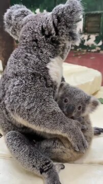 A koala with it's  joey