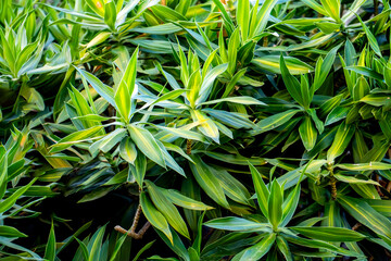 A lush green plant with green leaves and yellow stems