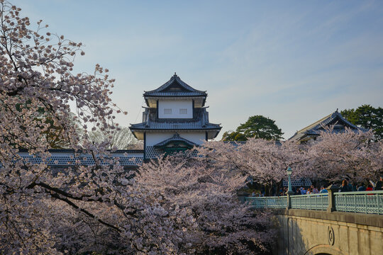 Cherry blossoms in full bloom in early April in Kanazawa, Japan.