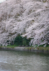 Cherry blossoms in full bloom in early April in Kanazawa, Japan.