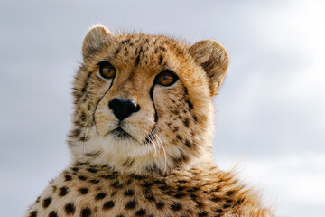 Close up of a wild cheetah with spotted fur and watchful eyes looking directly. Majestic african animal portrait © Sea_Inside_Soul