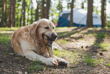 Fototapeta premium Adorable Golden Retriever Playing In A Touristic Camp In The Forest