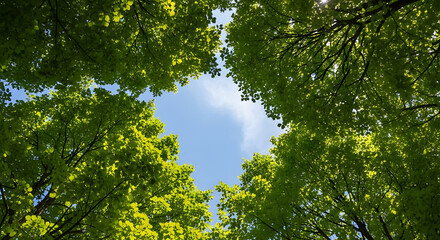 Looking up through green tree canopy to a bright blue sky with sunbeams