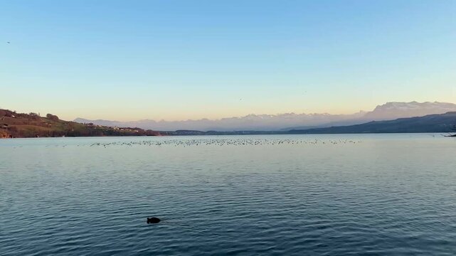 Sunset View over Lake Sempach with Mount Pilatus and Distant Bird Flock