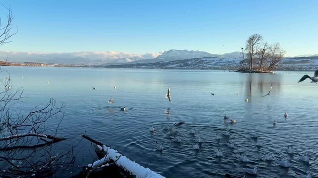 Winter Seagulls Flying over Lake Sempach with Mount Pilatus in the Background