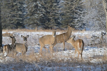 Obraz premium deer in the woods, white tailed deer, winter, wildlife, nature, wild, Canada, animals