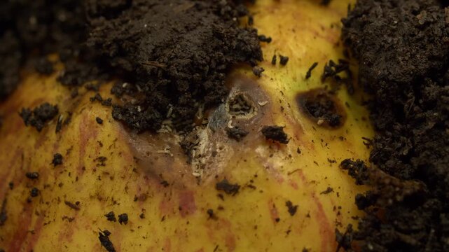 Close-up of organic compost with decomposing fruit and soil organisms. Natural composting process, biodegradation of food waste, soil life and environmental sustainability concept. No people.