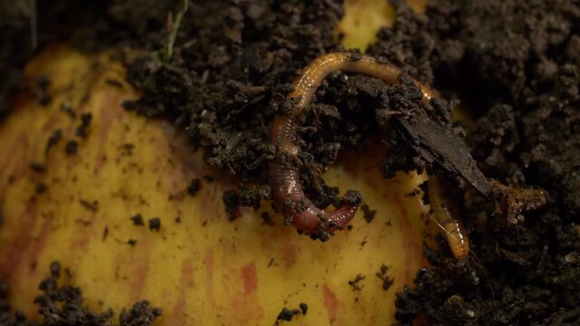 Close-up of organic compost with decomposing fruit and soil organisms. Natural composting process, biodegradation of food waste, soil life and environmental sustainability concept. No people.