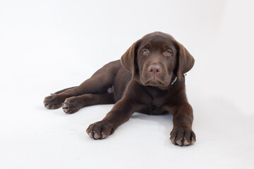isolated labrador retriever puppy on white background