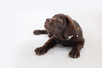 isolated labrador retriever puppy on white background