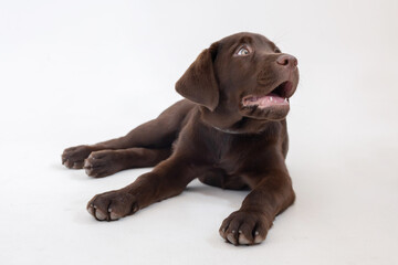 isolated labrador retriever puppy on white background