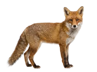 Red fox standing, side view, isolated on transparent background (PNG) © Trixy