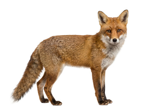 Red fox standing, side view, isolated on transparent background (PNG)