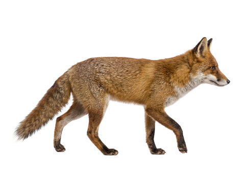 Red fox walking, side view, isolated on transparent background (PNG)