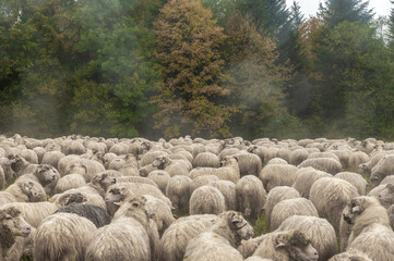 Jesienny redyk w Szczawnicy, stado owiec na wypasie w Pieninach