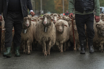 Idące owce poczas Redyku ulicami miasta Szczawnicy  pod okiem prowadzącego stado Bac&oacute;w.