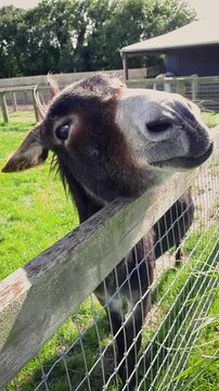 Donkey Eating Grass Out of a Girl's Hand Over a Fence with a Long Quiff, Ireland