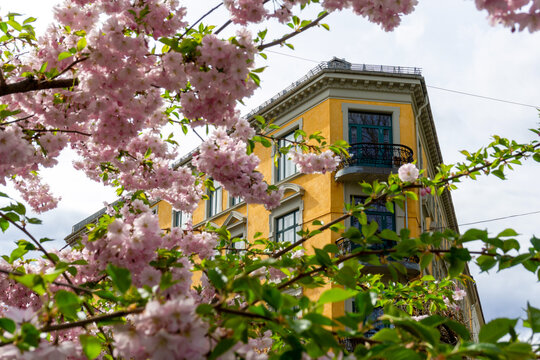 Spring in Oslo Norway with Pink Cherry Blossoms Framing Historic Yellow Neoclassical Architecture Urban Scene in European City