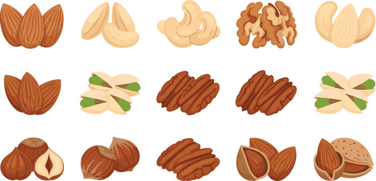 Set of healthy nut vector illustrations including almonds walnuts cashews pecans and pistachios for organic food packaging healthy snacks nutrition blogs and culinary design.