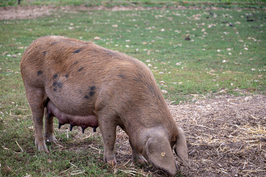 A rare Oxford Sandy and Black pig grazing on summer pasture